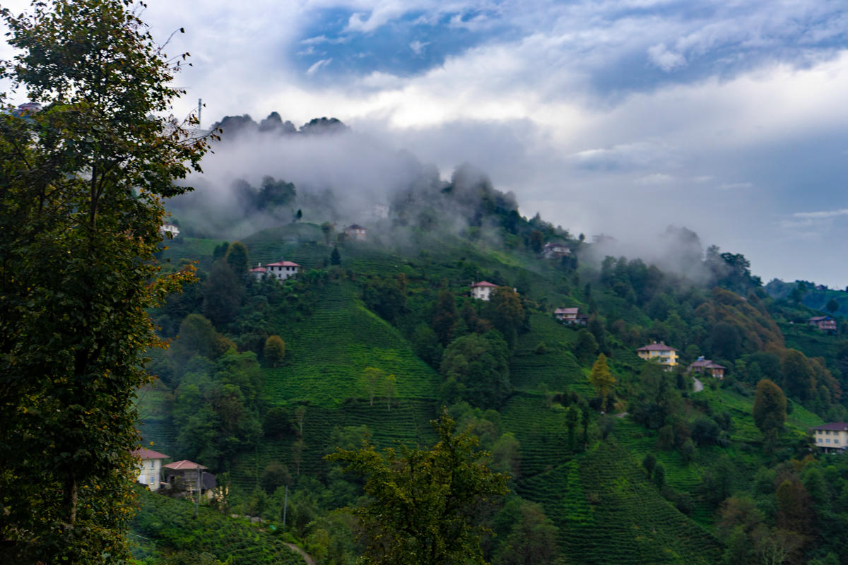 Bir Bardak Çayın Deminde: Bahçeden sofraya uzanan yolculuk
